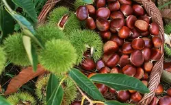 نهال شاه بلوط