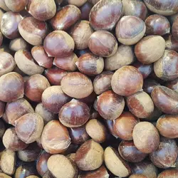 نهال شاه بلوط