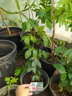 نهال لوبیا بستنی