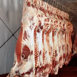 لاشه گوساله (تلیسه) گلدن تکل