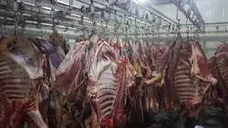 لاشه گوساله نر میهن گوشت عزتی