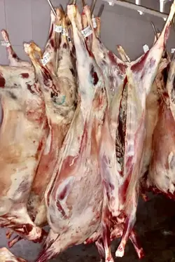 لاشه گوسفند (بره نر) میهن گوشت عزتی