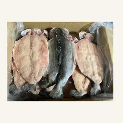 ماهی قزل آلا (8۰۰ گرمی) شکم خالی منجمد کالی