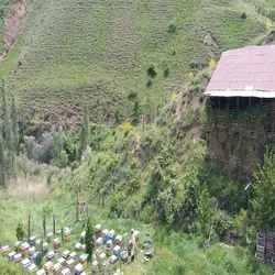 عسل ارگانیک شهد روان دیابتی کوهستان خلخال(۱کیلو)