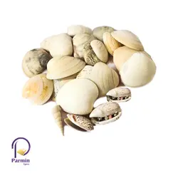 پک صدف و صدف سوزنی