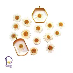 گل خشک بابونه پرس شده سفید وارداتی