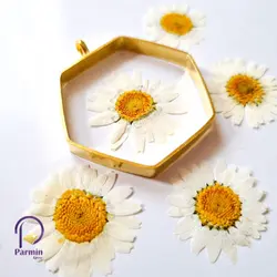 گل خشک بابونه پرس شده سفید وارداتی