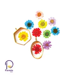 گل خشک بابونه پرس شده رنگی وارداتی
