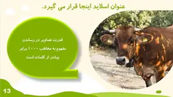 قالب پاورپوینت کشاورزی و گیاه شناسی