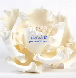 کاتر و وینر گل پیونی | کاتر 4عددی