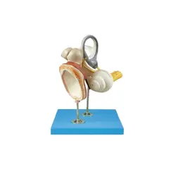 مولاژ استخوانچه شنوایی و پرده صماخ