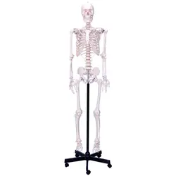 مولاژ اسکلت بدن انسان اندازه طبیعی