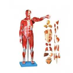 مولاژ بدن انسان و اندام های داخلی