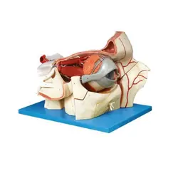 مولاژ چشم و حدقه 9 قسمتی