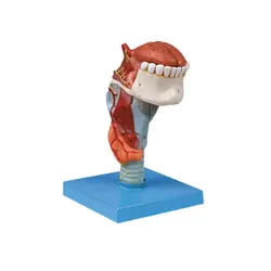 مولاژ حنجره با نمایش زبان و دندان