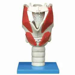 مولاژ حنجره با نمایش عملکرد