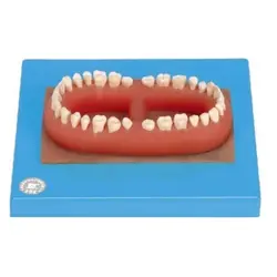 مولاژ سری دندان کامل بزرگسالان