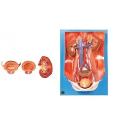 مولاژ سیستم دفع ادرار 4 قسمتی