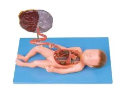 مولاژ سیستم گردش خون جنین