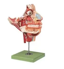 مولاژ صورت با نمایش اعصاب و عروق