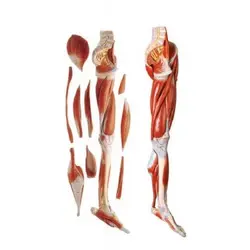 مولاژ عضلات پا با اعصاب و عروق