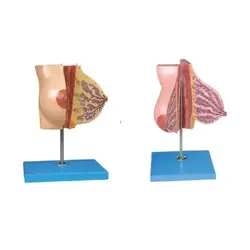 مولاژ غدد سینه در دوران استراحت و شیردهی