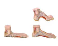 مولاژ قوسهای مختلف کف پا