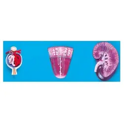 مولاژ کلیه، نفرون و جسم فعال کلیوی