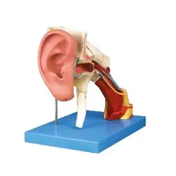 مولاژ گوش 4 برابر