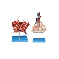 مولاژ لبول و آلوئول ریه