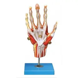 مولاژ مچ دست با اعصاب و عروق