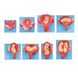 مولاژ مراحل رشد جنین