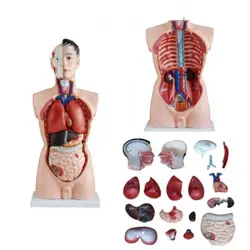 مولاژ نیم تنه 19 قسمتی