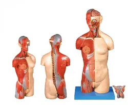 مولاژ نیم تنه 32 قسمتی 1/1
