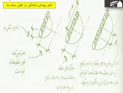 محوطه سازی و طراحی اقلیمی