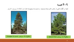 اتصالات در سازه های چوبی