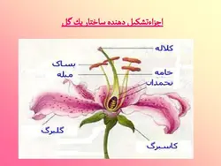 آشنایی با انواع گل ها و گیاهان آپارتمانی