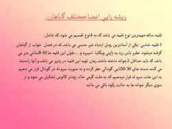 آشنایی با انواع گل ها و گیاهان آپارتمانی