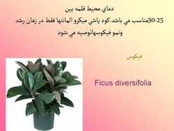 آشنایی با انواع گل ها و گیاهان آپارتمانی