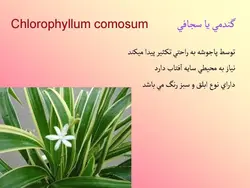 آشنایی با انواع گل ها و گیاهان آپارتمانی
