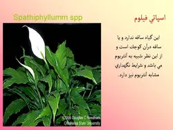 آشنایی با انواع گل ها و گیاهان آپارتمانی