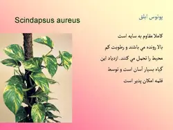 آشنایی با انواع گل ها و گیاهان آپارتمانی
