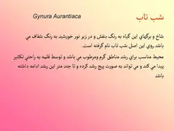 آشنایی با انواع گل ها و گیاهان آپارتمانی