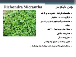 معرفی کاربردی برخی گیاهان در منظر