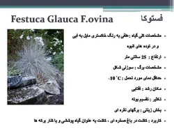 معرفی کاربردی برخی گیاهان در منظر