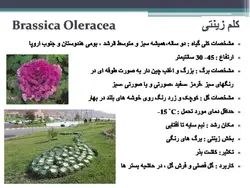 معرفی کاربردی برخی گیاهان در منظر
