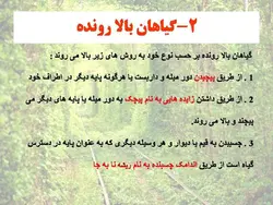معرفی کاربردی برخی گیاهان در منظر