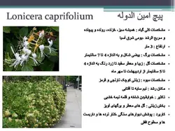 معرفی کاربردی برخی گیاهان در منظر