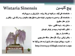 معرفی کاربردی برخی گیاهان در منظر