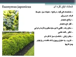 معرفی کاربردی برخی گیاهان در منظر